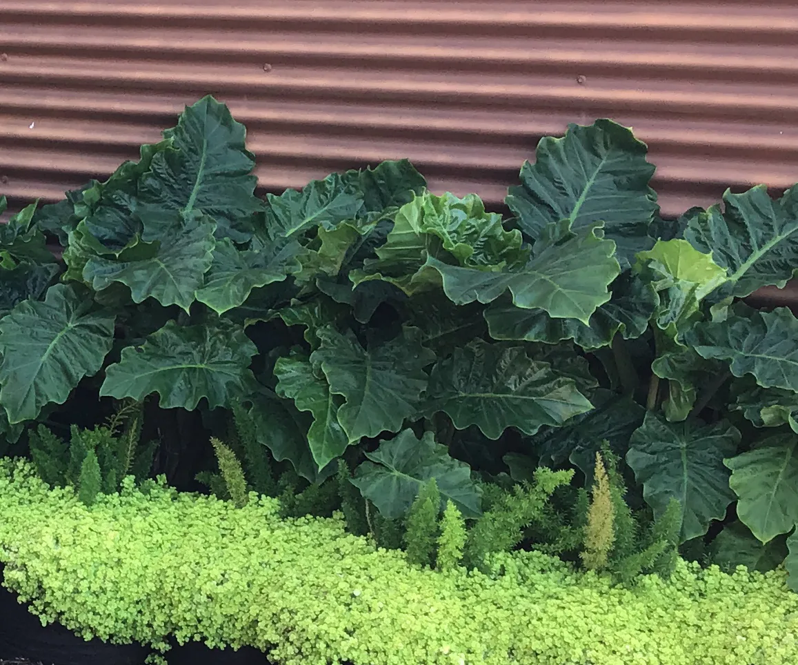 Alocasia 'Low Rider'