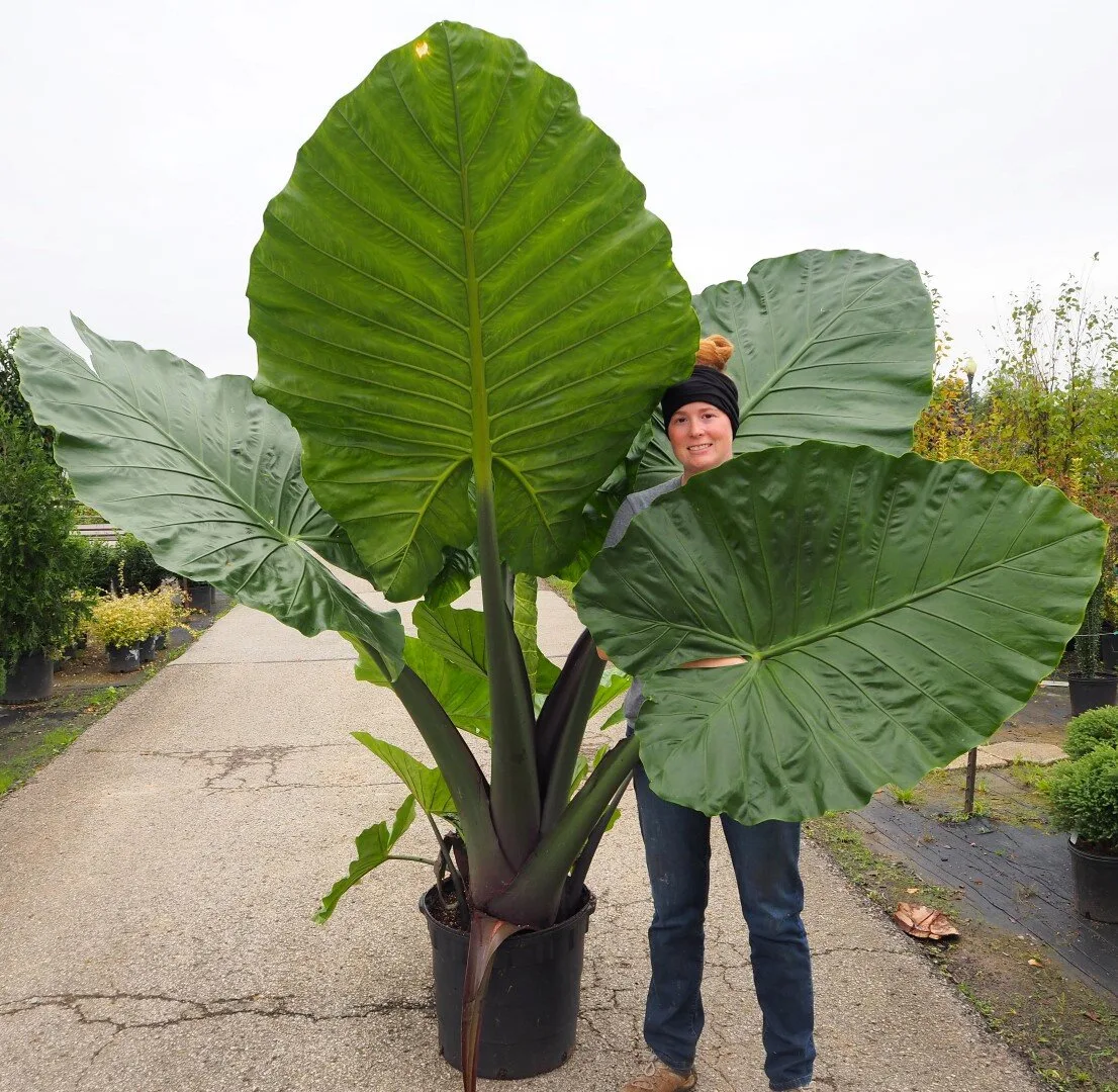 Alocasia 'Sumo'
