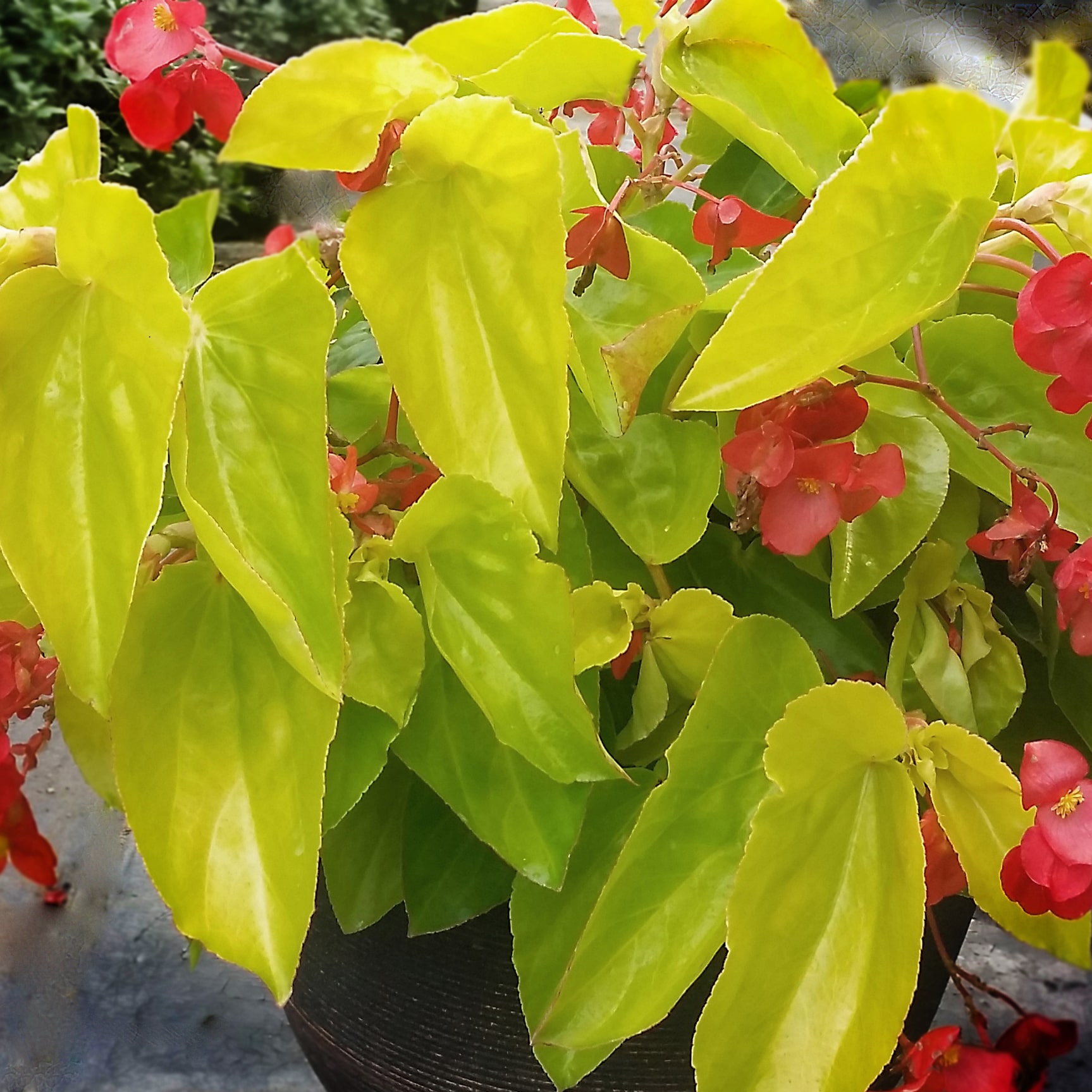 Begonia 'Canary Wing'