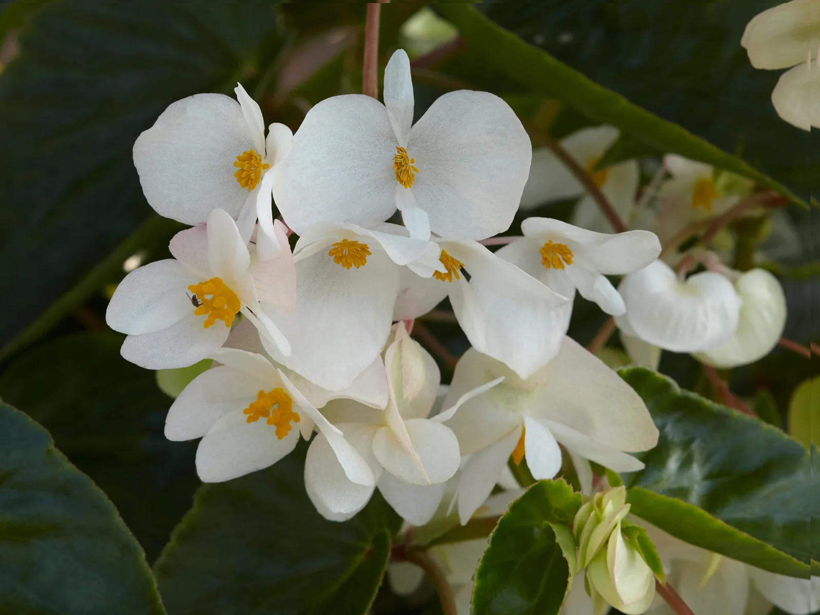 Begonia Dragon Wing White'