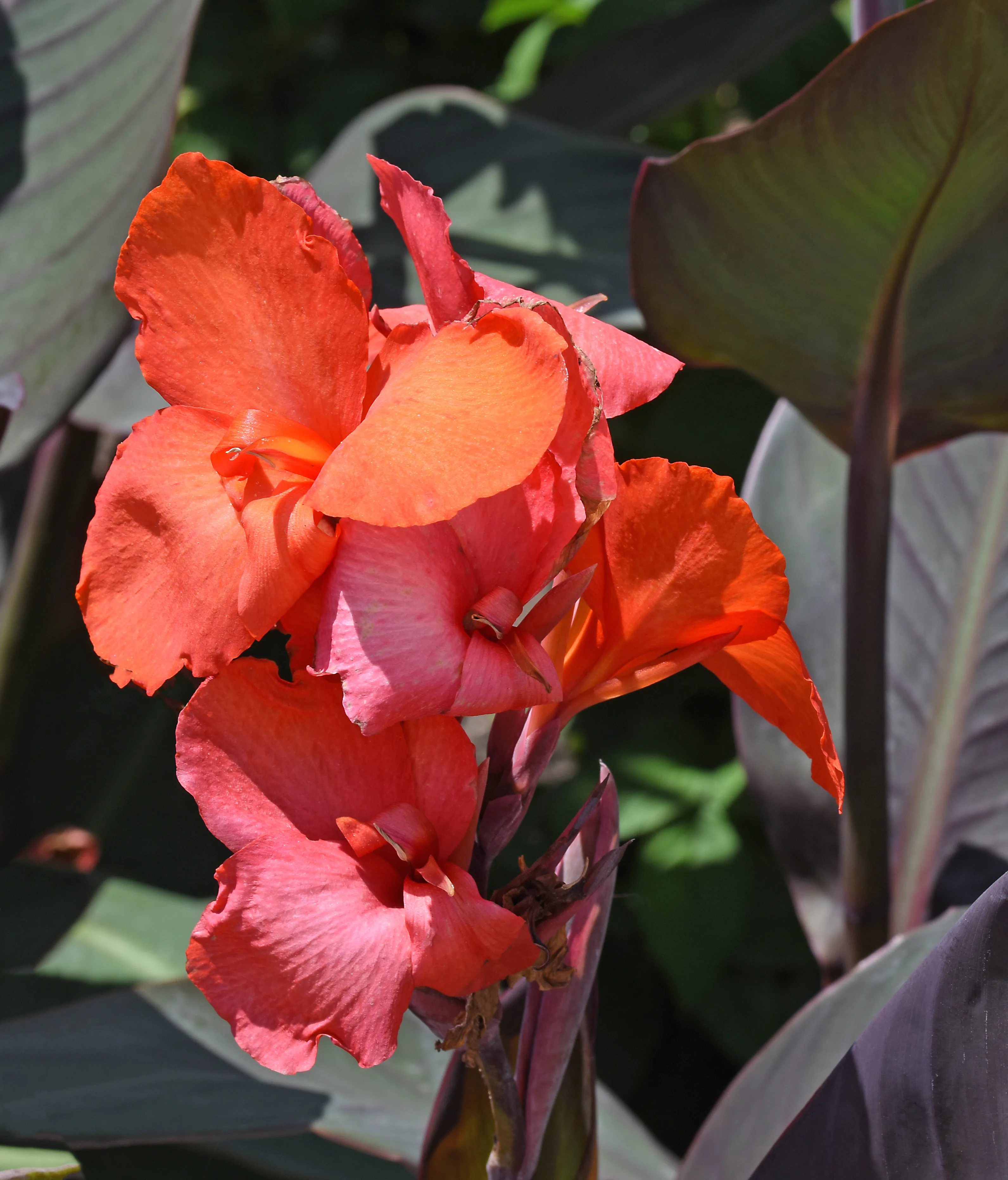 Canna 'Cannova Bronze Orange'