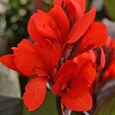 Canna 'Cannova Bronze Scarlet' Canna 'Cannova Bronze Scarlet'