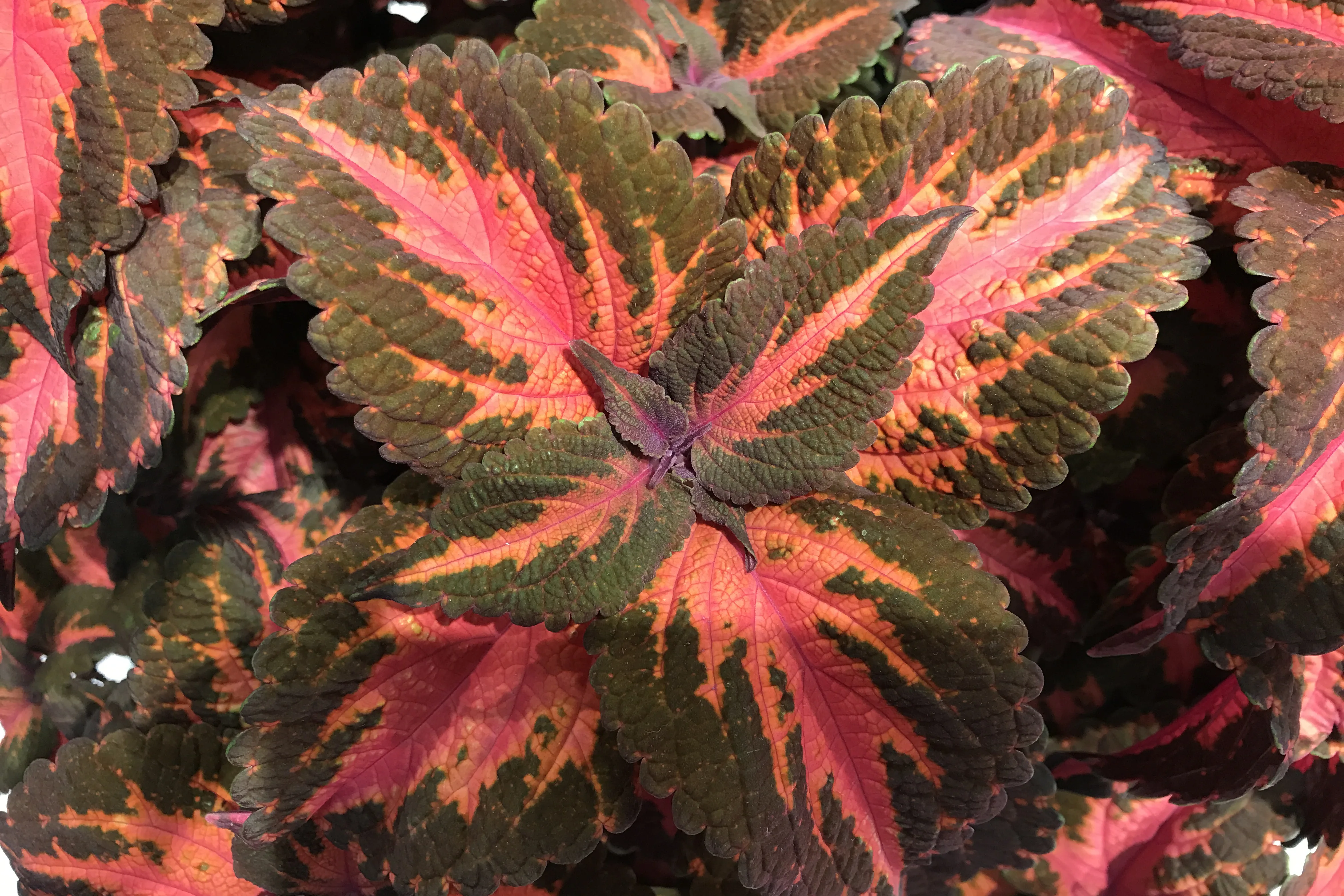 Coleus 'Mainstreet Sunset Boulevard'