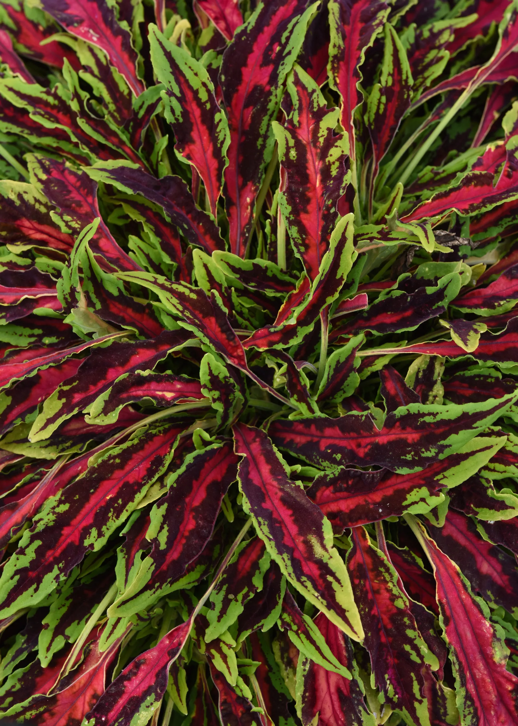 Coleus Microblaze Spitfire'