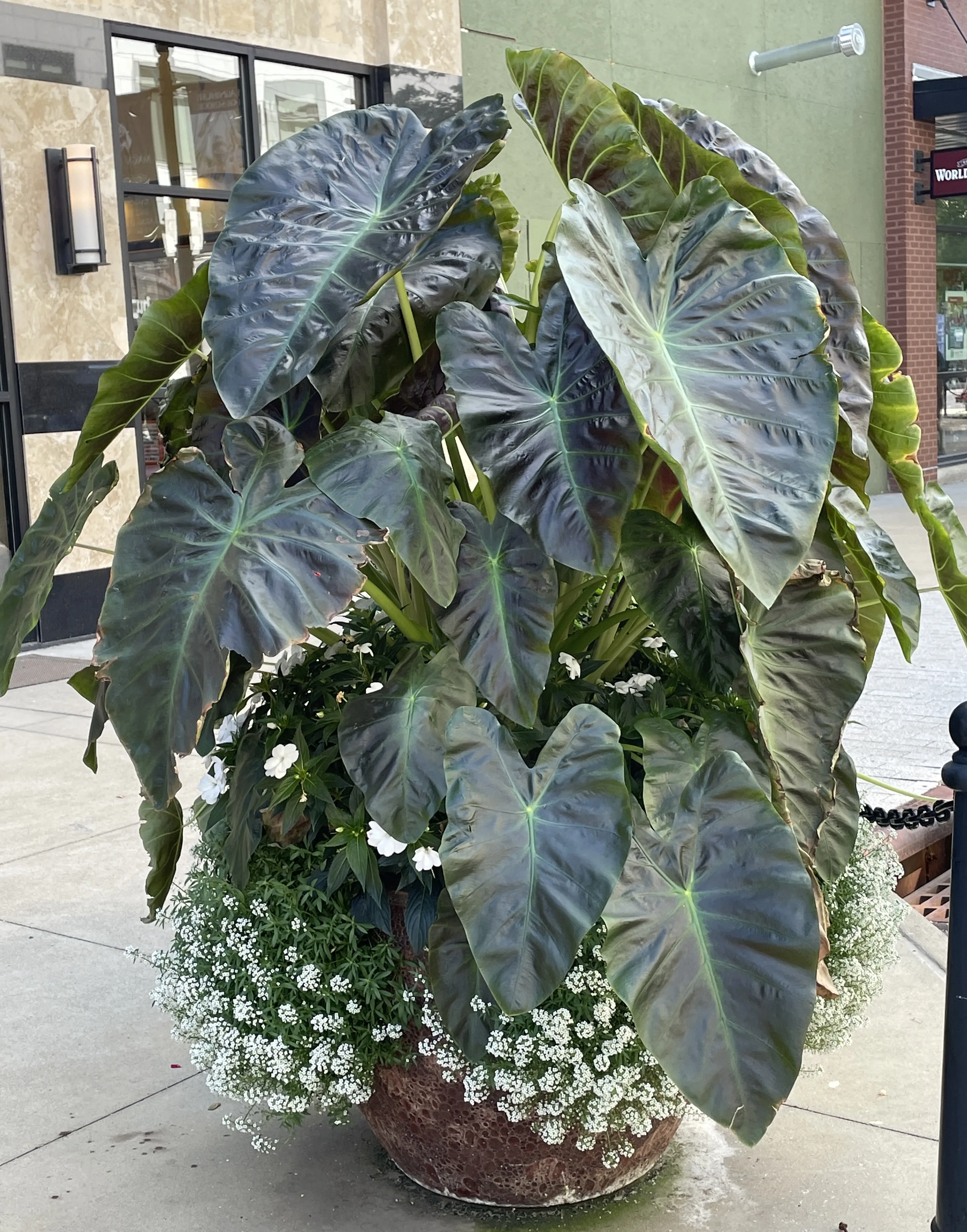 Colocasia 'Aloha'