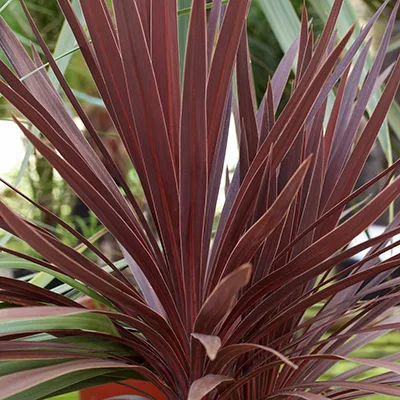 Cordyline 'Red Sensation' Cordyline 'Red Sensation'