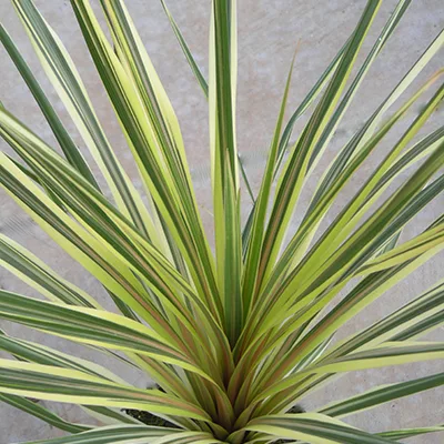 Cordyline 'Torbay Dazzler' Cordyline 'Torbay Dazzler'