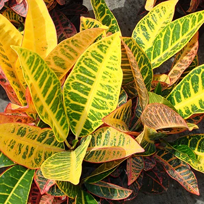 Croton 'Petra' Croton 'Petra'
