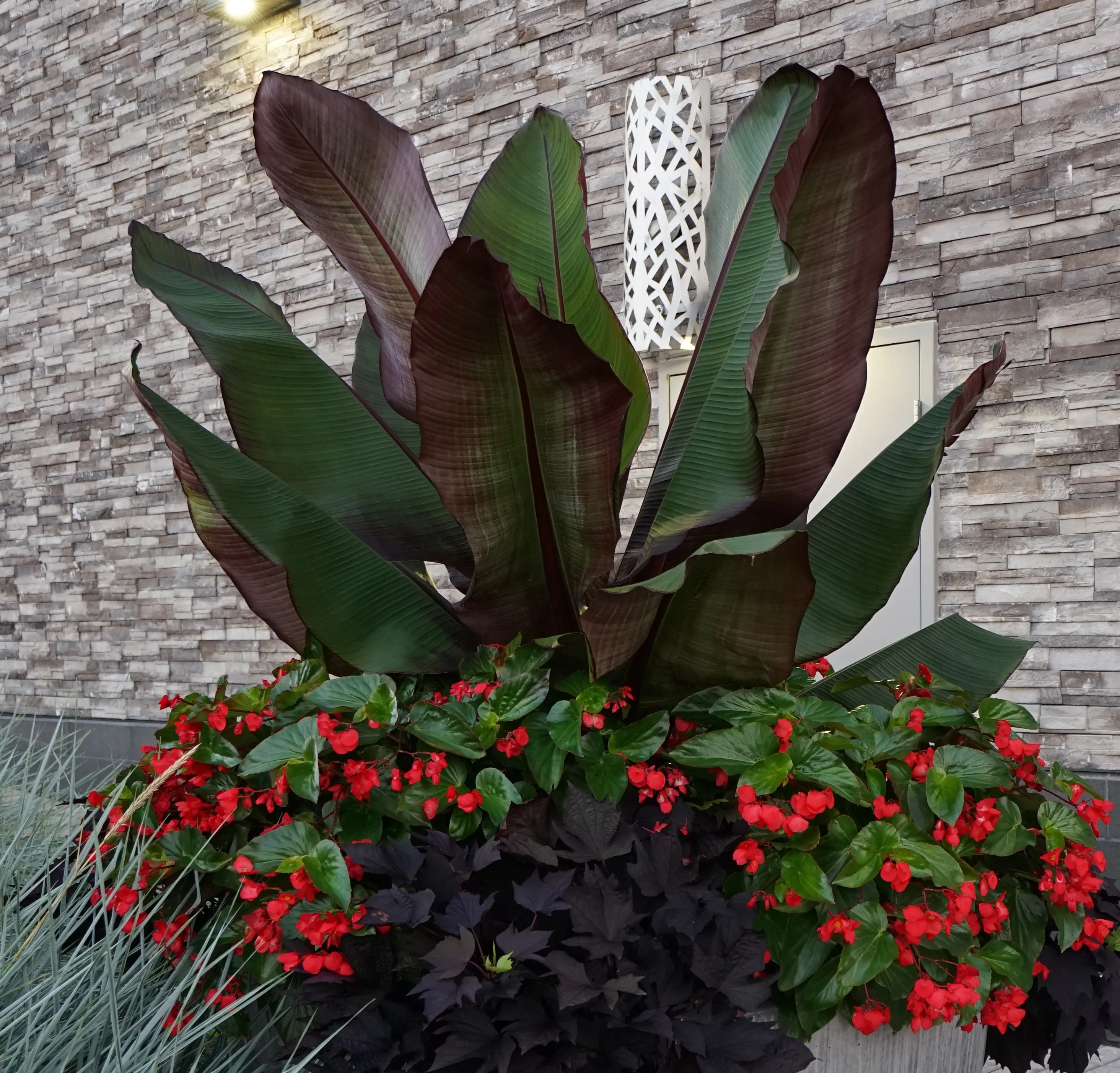 Ensete 'Mauralli'