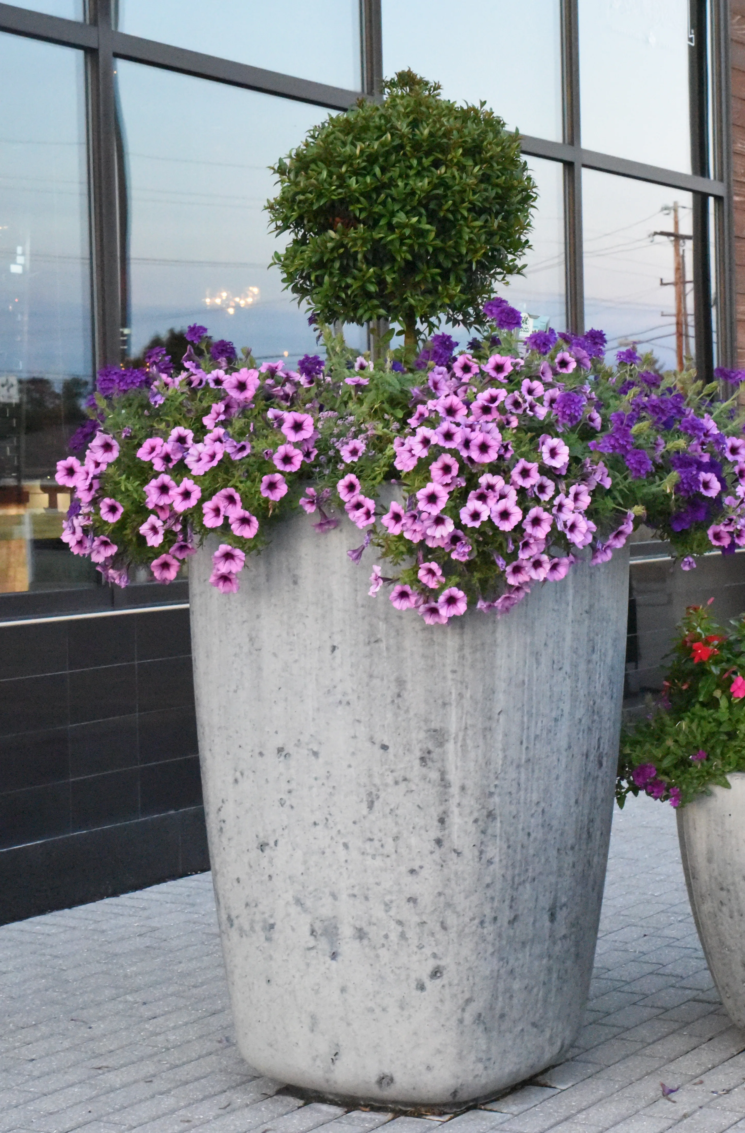 Eugenia topiary