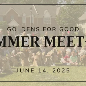golden retriever meet-up