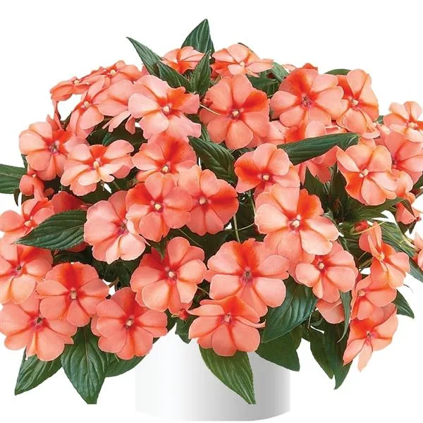 Impatiens 'Harmony Apricot Cream'