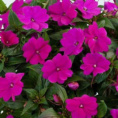 Impatiens 'Harmony Dark Violet' Impatiens 'Harmony Dark Violet'