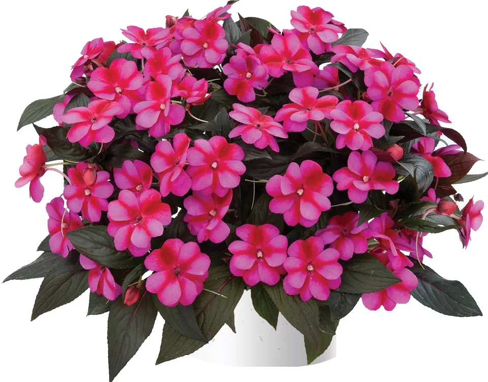 Impatiens 'Harmony Fuchsia Cream'