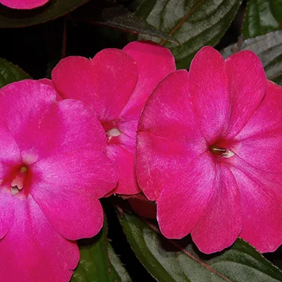 Impatiens 'Harmony Magenta' Impatiens 'Harmony Magenta'