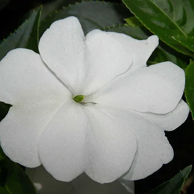 Impatiens 'Harmony Snow' Impatiens 'Harmony Snow'