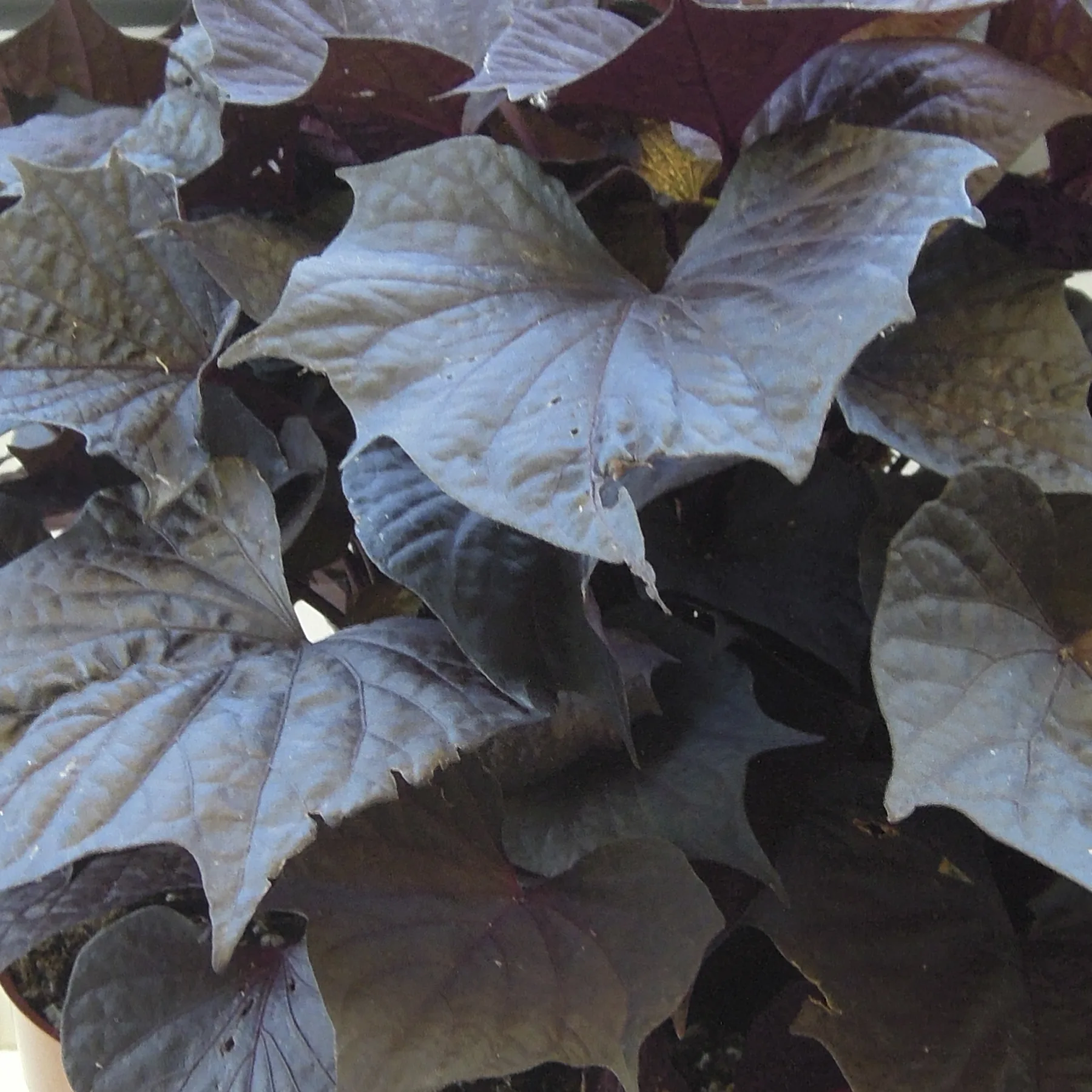 Ipomoea 'Black Maple'