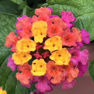 Lantana 'Bandana Cherry Sunrise' Lantana 'Bandana Cherry Sunrise'