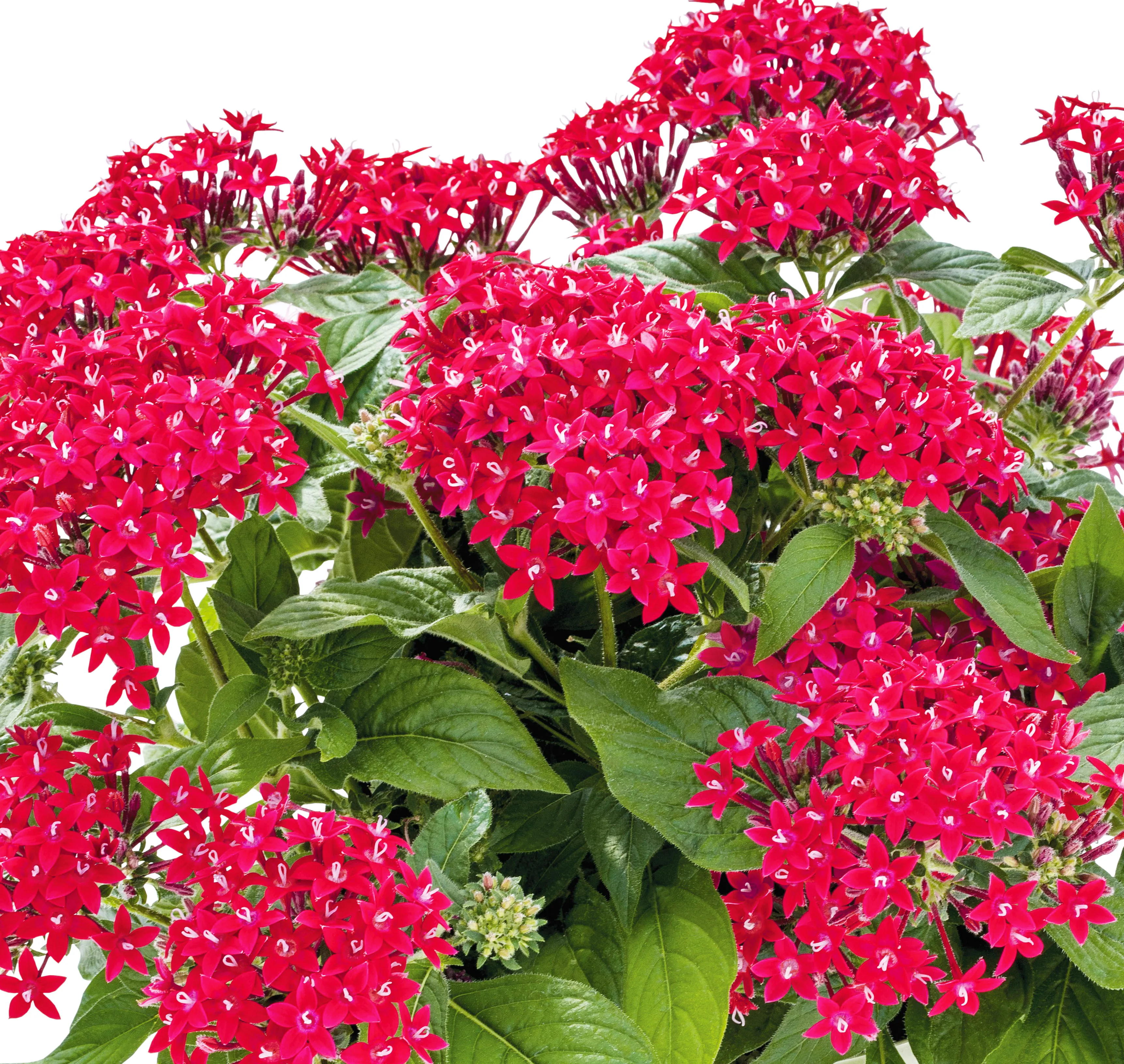 PENTAS GRAFFITI 20-20 FUCHSIA
