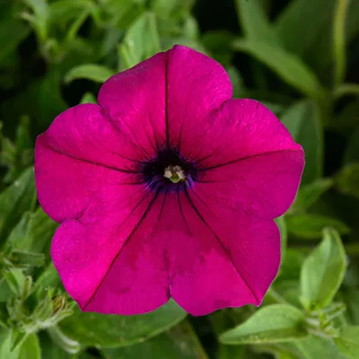 Petunia 'Capella Burgundy' Petunia 'Capella Burgundy'