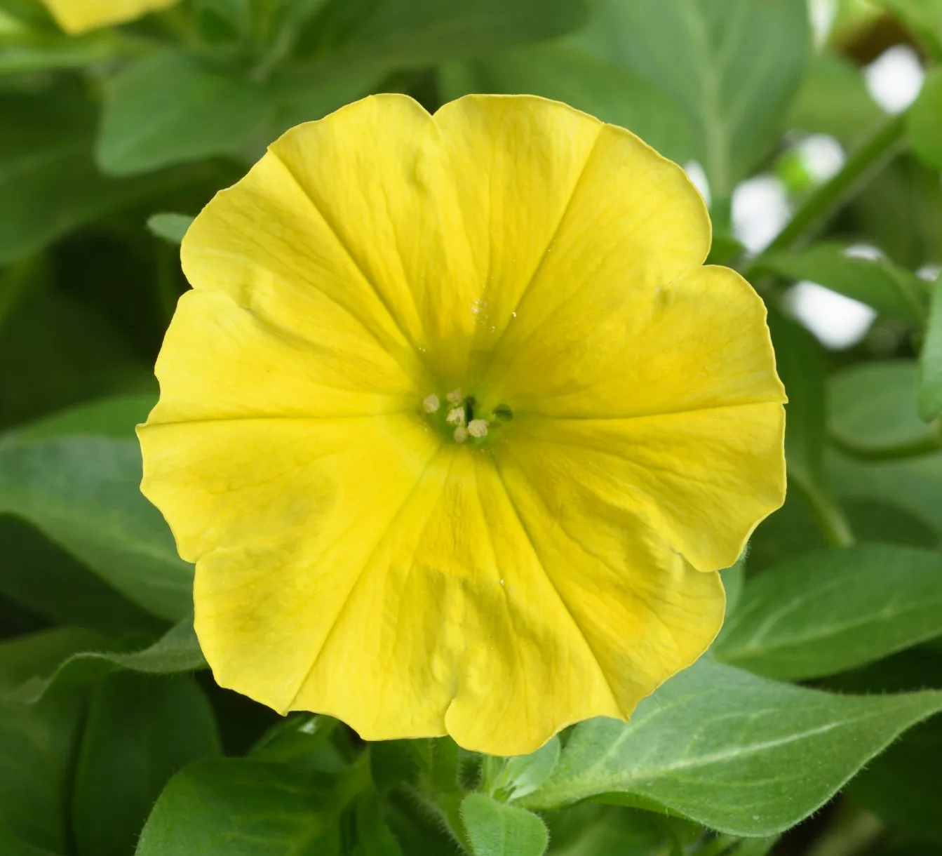 Petunia 'Capella Hello Yellow'