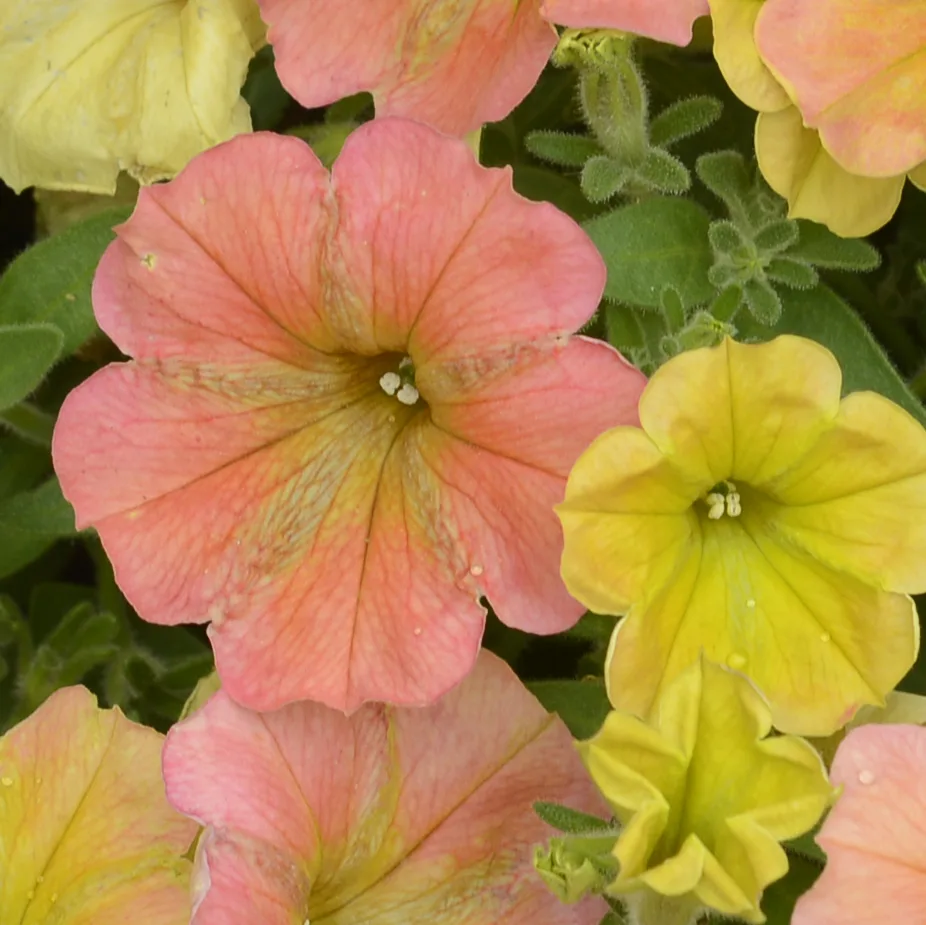 Petunia 'Cascadias Indian Summer'
