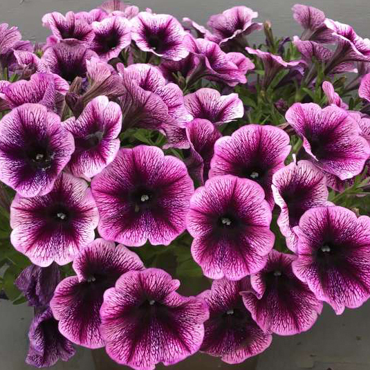 Petunia 'Cascadias Purple Ice'