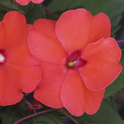 SunPatiens 'Compact Hot Coral' SunPatiens 'Compact Hot Coral'