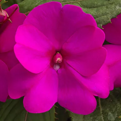 SunPatiens 'Compact Purple' SunPatiens 'Compact Purple'