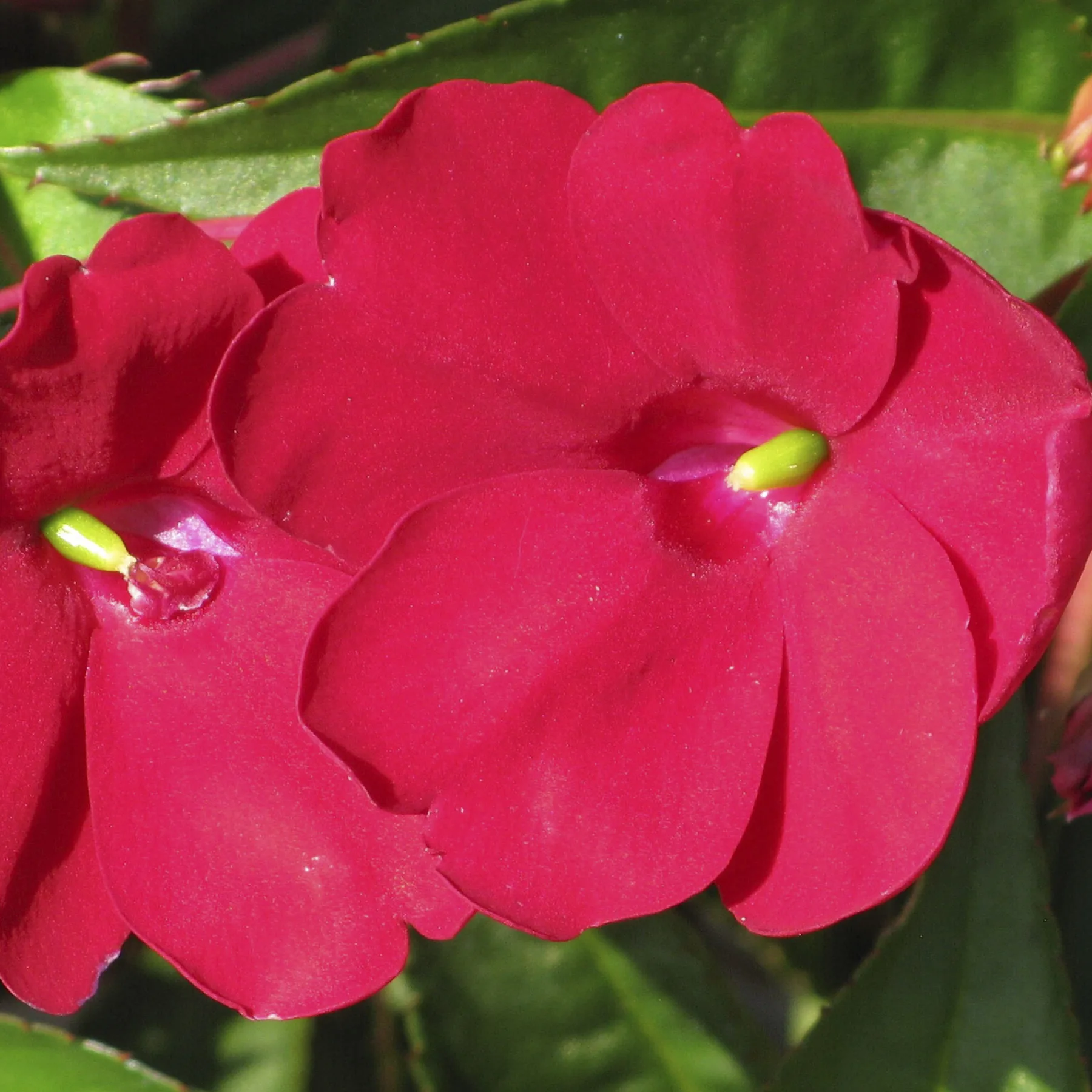 SunPatiens 'Compact Red'