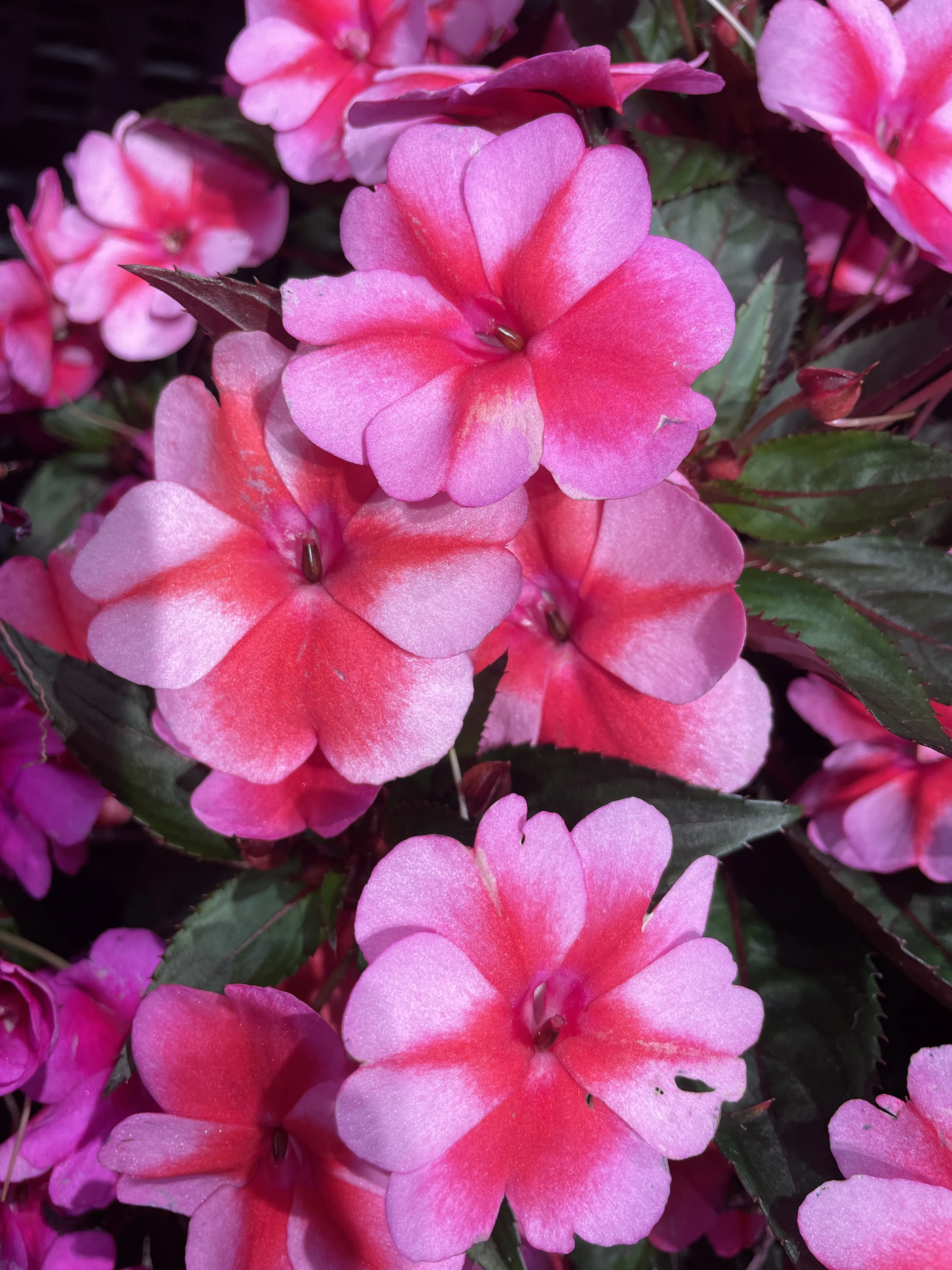 SunPatiens 'Compact Red Candy'