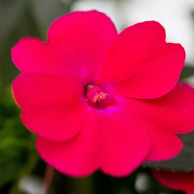SunPatiens 'Compact Rose Glow' SunPatiens 'Compact Rose Glow'