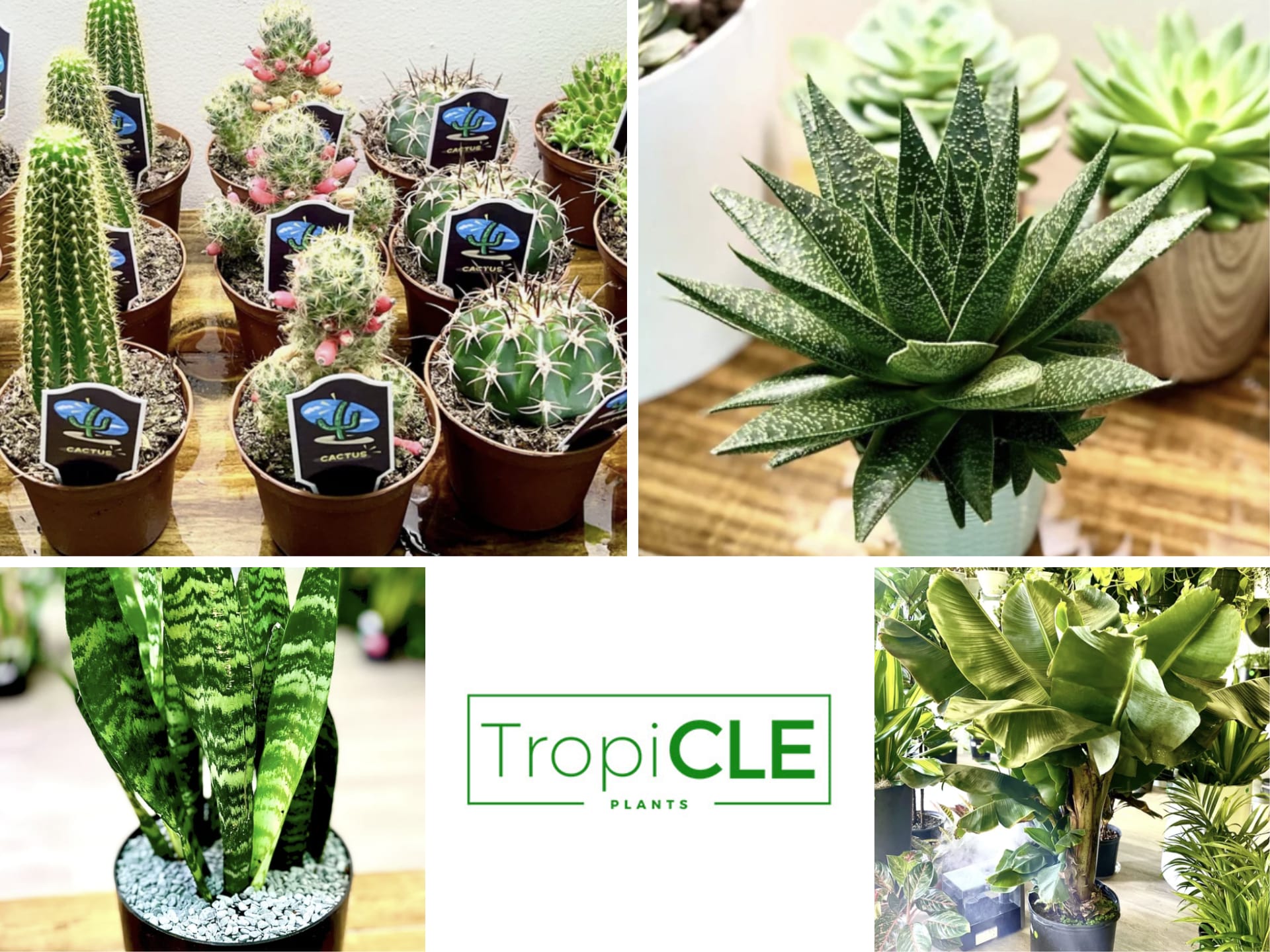 TropiCLE Plants